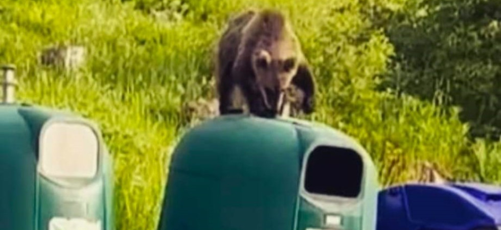 Va a buttare il vetro e trova l'orso sulla campana dei rifiuti: "Segnalato alla forestale"